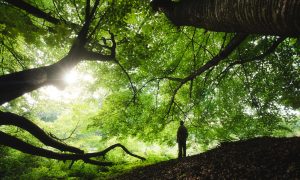 natures apothecary
