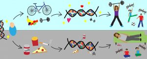 Epigenetics
