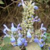 Salvia Hispanica