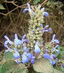 Salvia Hispanica